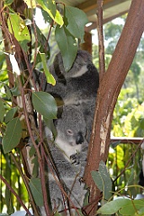 0740 Kuranda Koala Gardens